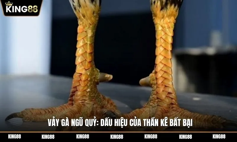 Vảy gà ngũ quỷ chính là dấu hiệu của thần kê bất bại