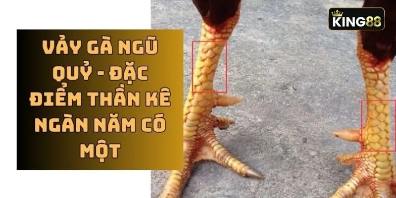 Không phải ngẫu nhiên mà những chú gà có vảy ngũ quỷ lại được săn đón như vậy