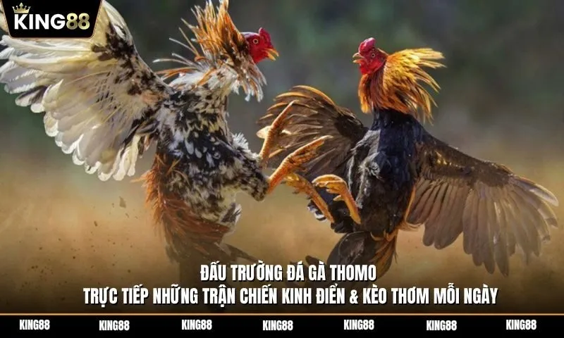 Đấu trường đá gà Thomo - Trực tiếp những trận chiến kinh điển & kèo thơm mỗi ngày